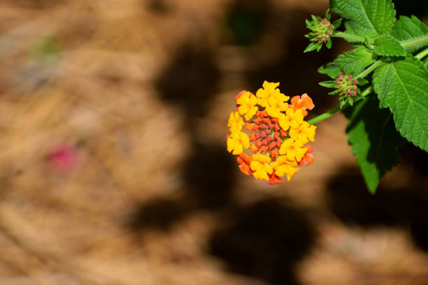 Lantana flowers blooming at garden area Georgia, USA.