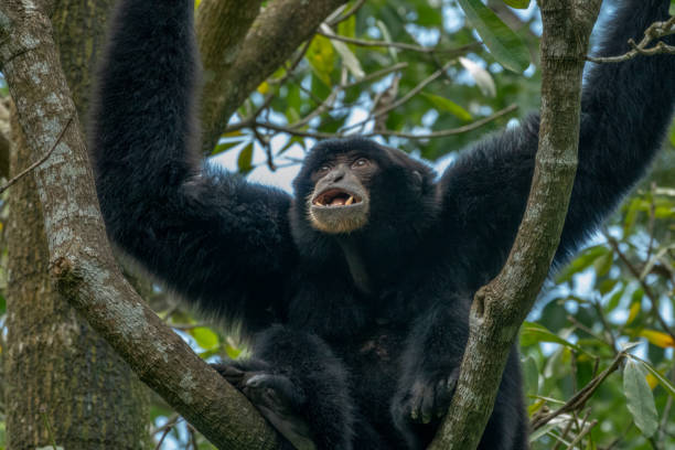 istock Siaman gibbon (Symphalangus syndactylus) making load calls with its powerful throat 2162803147