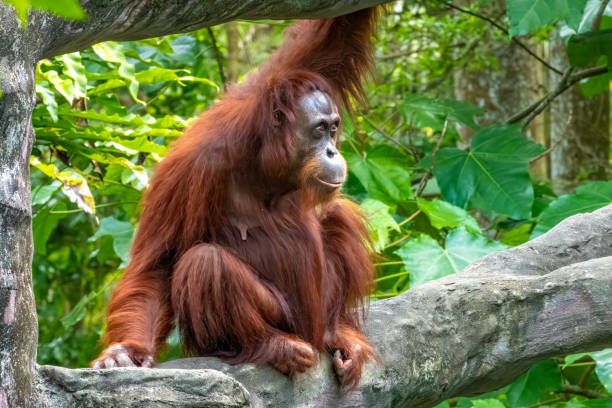 istock Orangutan stretching after pause.  This critically endangered animal is among the most intelligent primates. 2162803148