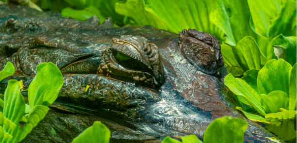 istock Crocodile barely visible in a pond among water lilies 2162803155