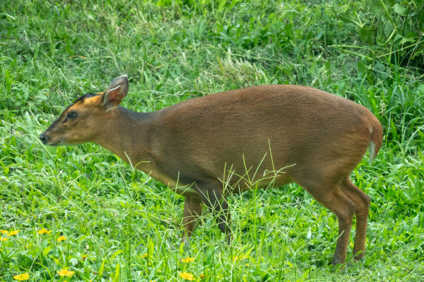 istock Common duiker (Sylvicapra grimmia), a small-sized  antelope native to sub-Saharan Africa 2162803165