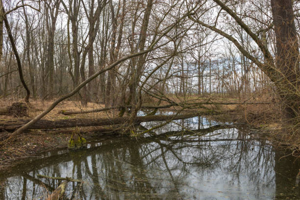 istock Floodplain forest and willow - Salix caprea. Water flows around the trees. The landscape is illuminated by the setting sun. 2162803959