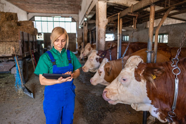 istock Woman in blue green uniform testing and feeding the cows 2162806253