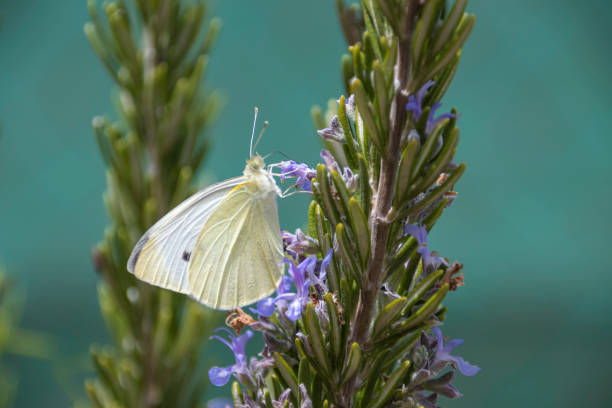 The Blanquiversoda or Pontia daplice is a butterfly about four centimeters in wingspan, the females are larger than the males, with a white front with black spots and a green, white and yellow gold back, Spain