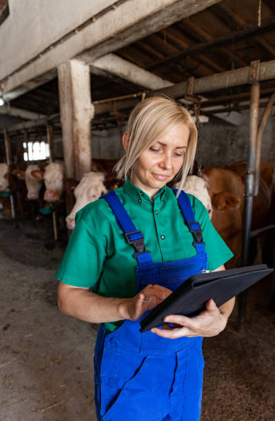 istock Female worker in blue green uniform testing and feeding the cows 2162807795