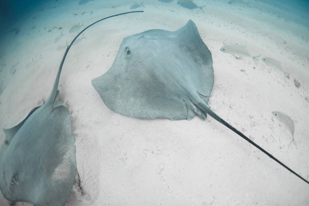 istock Stingray underwater on sandy sea bottom. Sting rays in tropical sea 2162807850