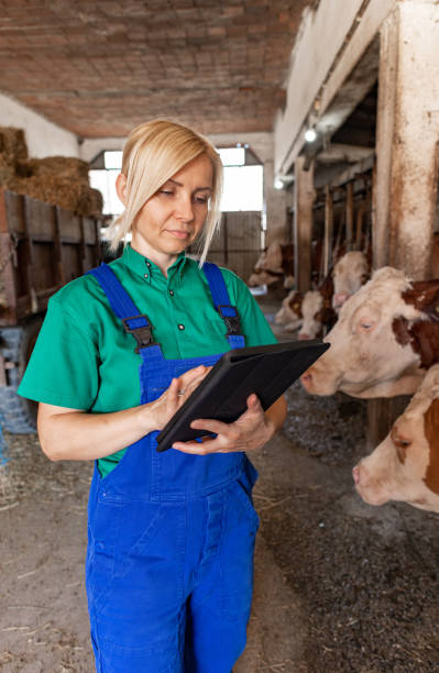 istock Female worker in blue green uniform testing and feeding the cows 2162807854