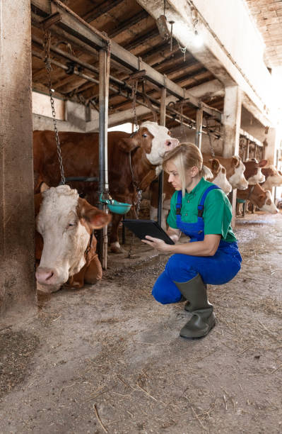 istock Female worker in blue green uniform testing and feeding the cows 2162807895