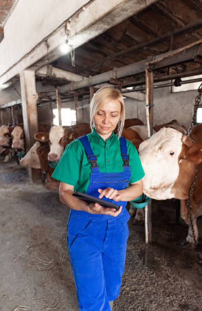 istock Female worker in blue green uniform testing and feeding the cows 2162807943