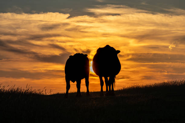Two cows silhouetted by a sunset sky, at Kingston Ridge in Sussex