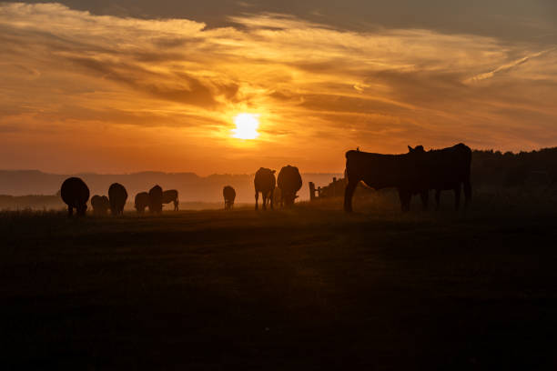 istock Sunset along the South Downs Way, with cows silhouetted against the sky 2162808097