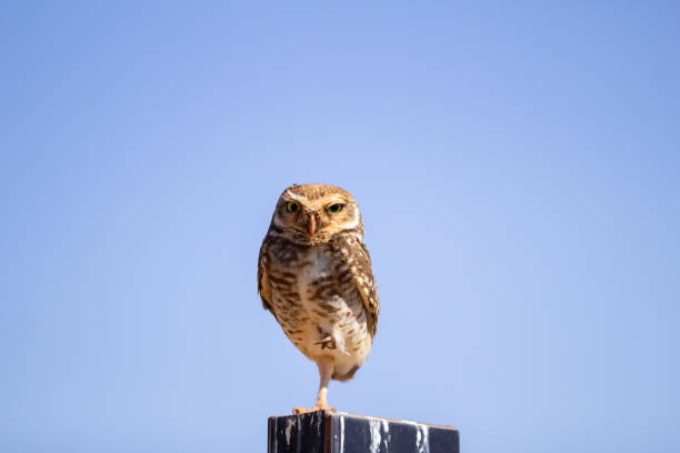 istock An owl in the cemetery. 2162808724