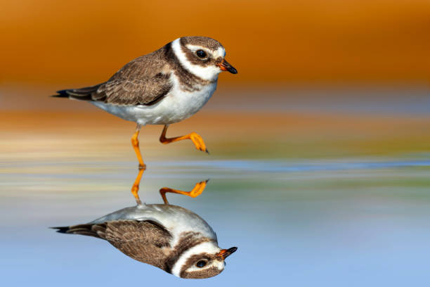 istock Cute water bird. Plower. Colorful nature background. 2162809033