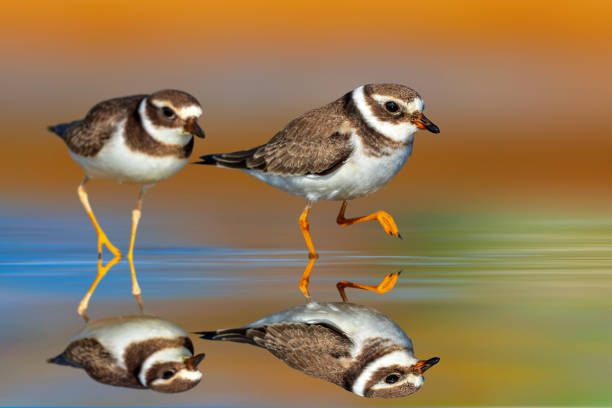 istock Cute water birds. Plower. Colorful nature background. 2162809042