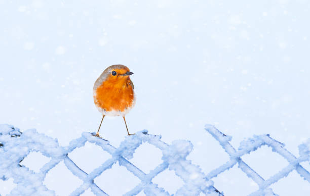 European robin (Erithacus rubecula) stands on fresh snow in winter, showcasing its bright red breast against a clean white background, UK.