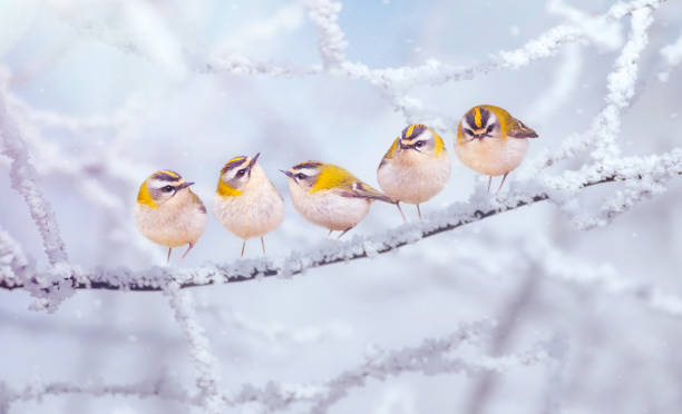 istock Cute birds on cold winter day. Winter nature background. Birds: Common Firecrest. Regulus ignicapilla. 2162809212