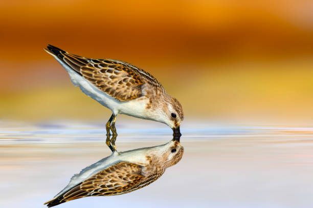 istock Waterfowl photographed against a clean and impressive background. 2162809255
