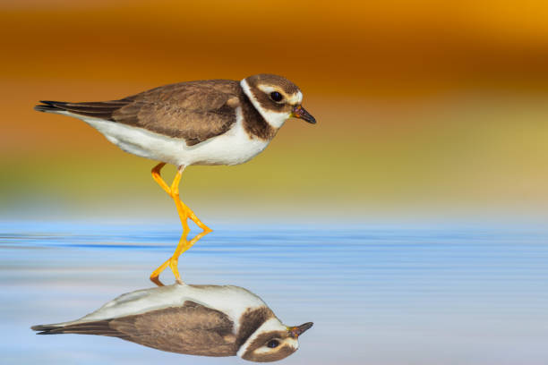 istock Cute water bird. Plower. Colorful nature background. 2162809328
