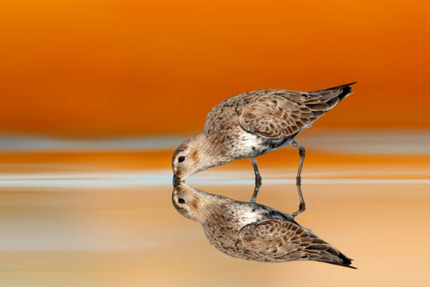 istock Waterfowl photographed against a clean and impressive background. 2162810014