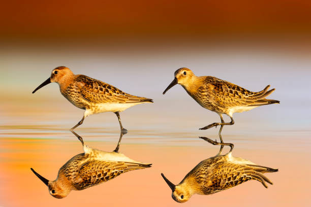 istock Waterfowl photographed against a clean and impressive background. 2162810015