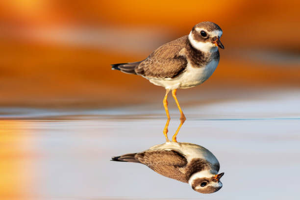 istock Cute water bird. Plower. Colorful nature background. 2162810018