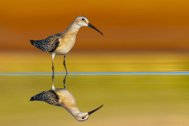 istock Waterfowl photographed against a clean and impressive background. 2162810151