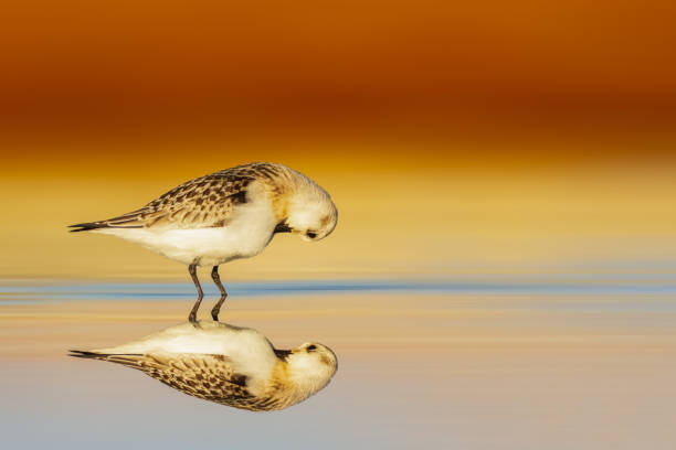 istock Waterfowl photographed against a clean and impressive background. 2162810152