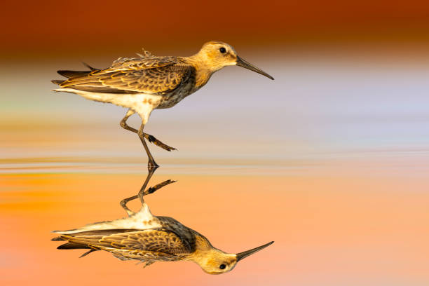 istock Waterfowl photographed against a clean and impressive background. 2162810153