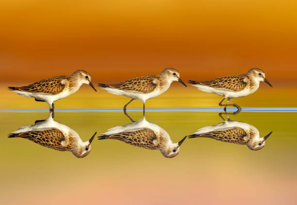 istock Waterfowl photographed against a clean and impressive background. 2162810392