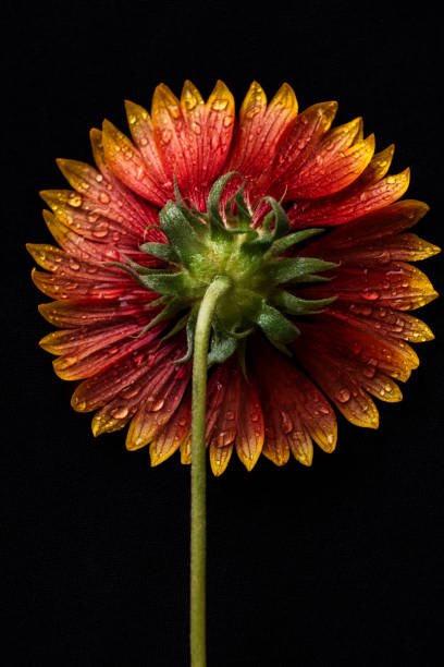 A striking close-up of the backside of a vibrant flower, showcasing its unique perspective with dewdrops glistening on its petals. The intricate details of the stem and the underside of the petals are highlighted against a dark background, emphasizing the natural beauty and texture of the flower. This image captures the often-overlooked beauty of nature from an unconventional angle.