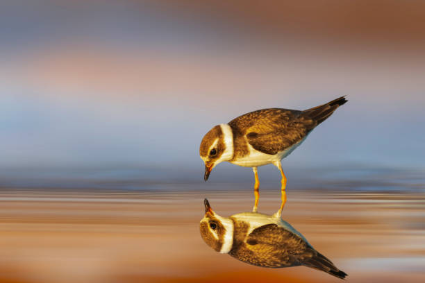 istock Cute water bird. Plower. Colorful nature background. 2162810616