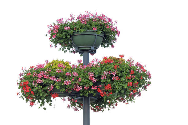 istock Outdoor baskets are filled with cascading geraniums on a pole 2162810692