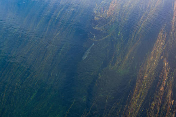 Despite having all the features of a karst river, the Gacka is incredibly slow, has a tranquil flow, and has a steady amount of water. The flora and fauna of the Gacka is very rich. The water is lush with plants due to the favorable water temperature, pleasant chemical composition, muddy bottom, from mosses, algae to stem plants. Gacka is renowned across the world for its brown trout which is the sport's fishermen top challenge.