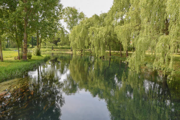 istock Beautiful Gacka river with poplar and willow trees on river bank 2162810789