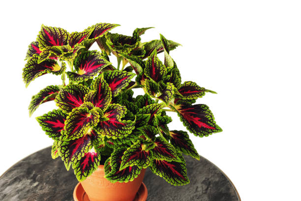 istock Decorative nettle Coleus flaming nettle on a white background 2162810868