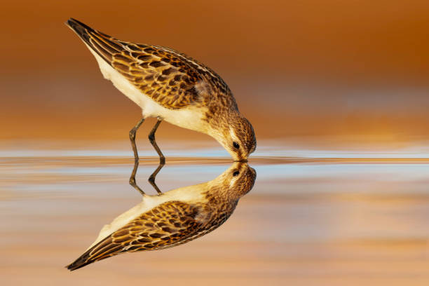 istock Cute water birds. Plower. Colorful nature background. 2162811147