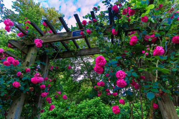 istock Park of Roses, Columbus, Ohio 2162811193