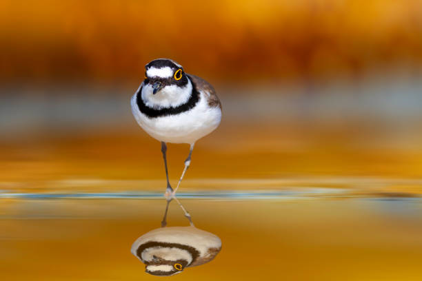 istock Cute water bird. Plower. Colorful nature background. 2162811264