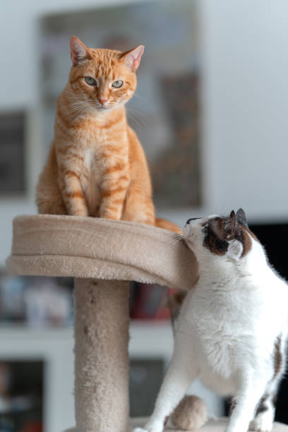 istock two domestic white cat play together on a scratching tower 2162812525