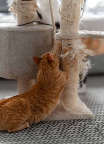 istock gray tabby cat stretches its nails on a scratching tower 2162812528