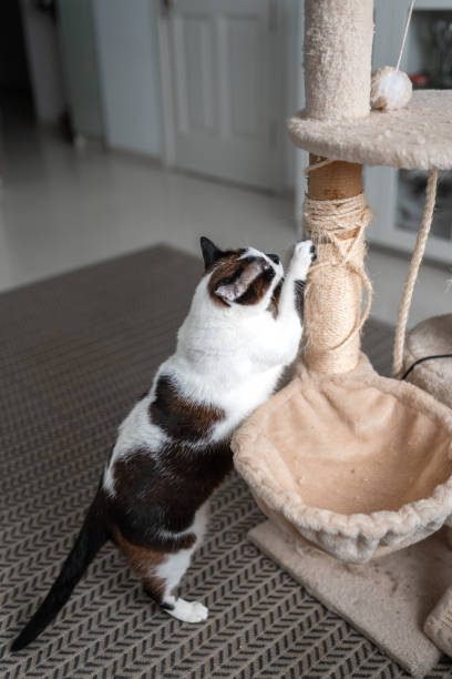 istock Fat black and white cat stretches its nails on a scratching tower 2162812532