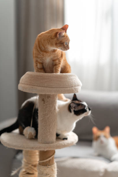istock two domestic white cat play together on a scratching tower 2162812539