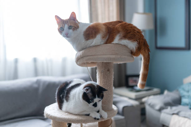 domestic cats play on a scratching tower
