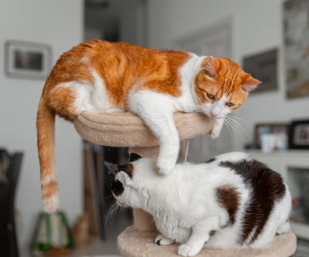 istock two domestic white cat play together on a scratching tower 2162812591