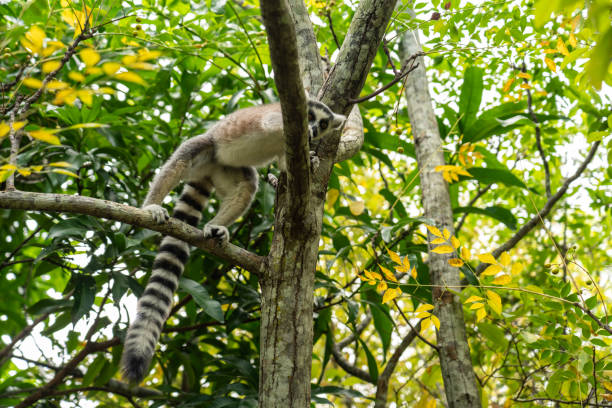 Ring-tailed lemur on Madagascar island fauna, in natural habitat. cute and curious primate with big eyes. Famous lemur