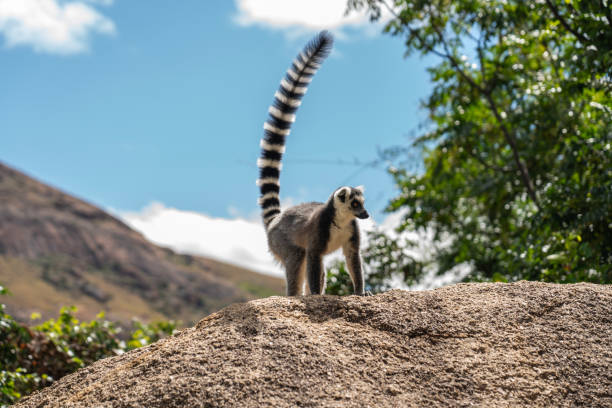 Close - up of one Ring-Tailed Lemur in Anja Community Reserve National Park on the boulder against blue sky. Madagascar