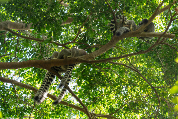 Close - up of small group of Ring-Tailed Lemur in Anja Community Reserve National Park on the tree. Madagascar