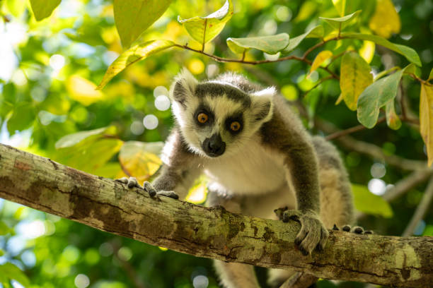 Close - up of one Ring-Tailed Lemur in Anja Community Reserve National Park looking down from the tree. Madagascar
