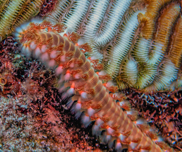 istock Hermodice carunculata, the bearded fireworm 2162815130