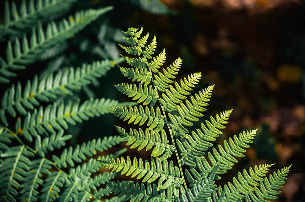 istock Plants in the dark forest 2162815749